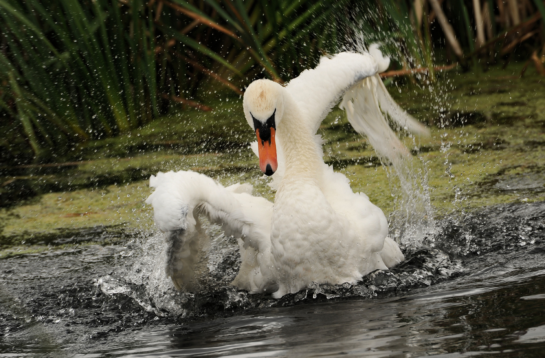 DSC_6503ccorelweb.jpg