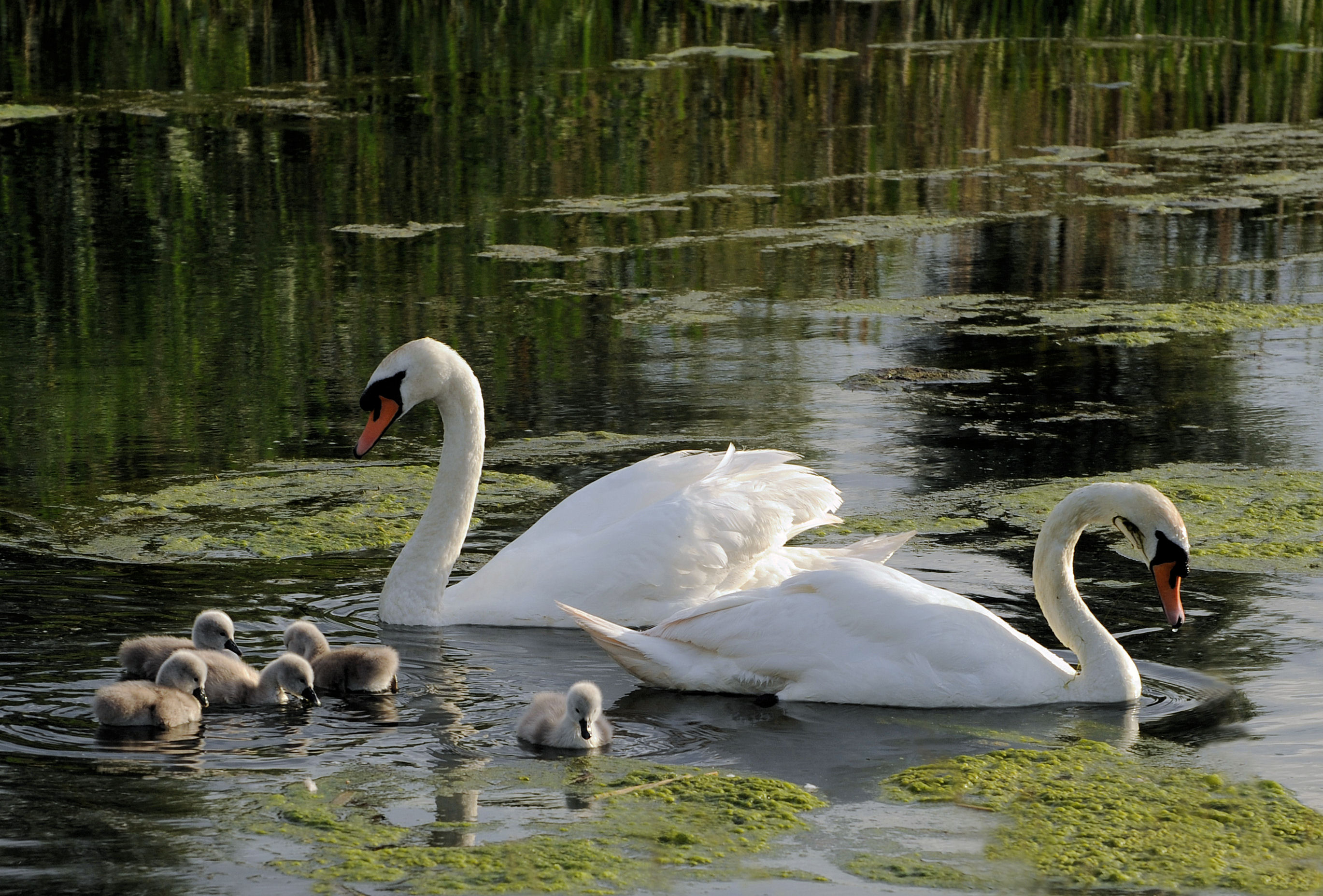 DSC_4891acorel.jpg