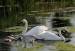 DSC_4891acorel.jpg